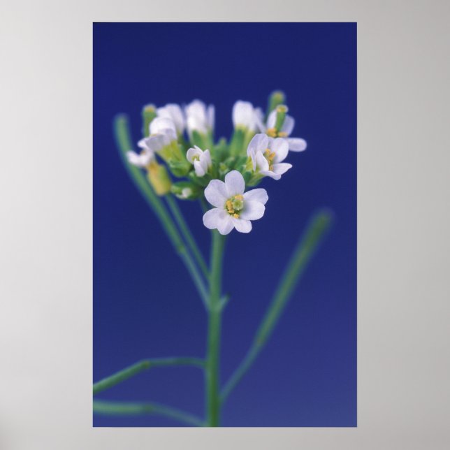 Poster Arabidopsis Fleur Thaliana (Devant)