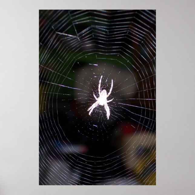 Poster Araignée n Web 2 (Devant)