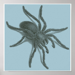 Poster Aranea Avicularia, Black Cuban Spider