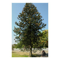 Araucaria du Chili.