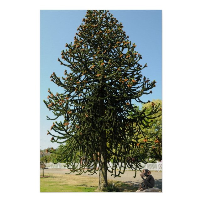 Poster Araucaria du Chili. (Devant)