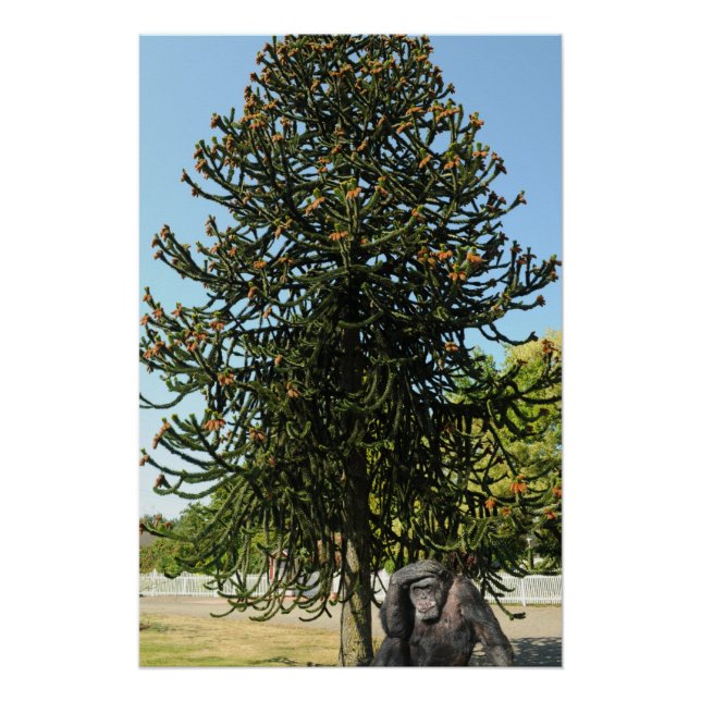 Poster Araucaria du Chili. (Devant)