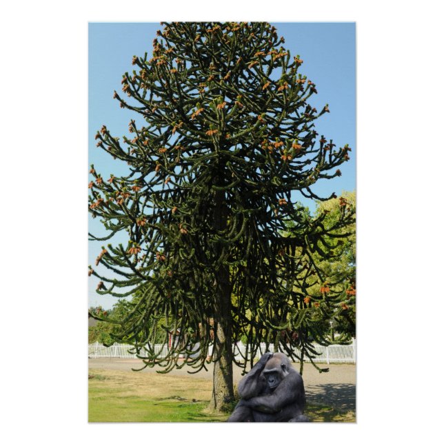 Poster Araucaria du Chili. (Devant)