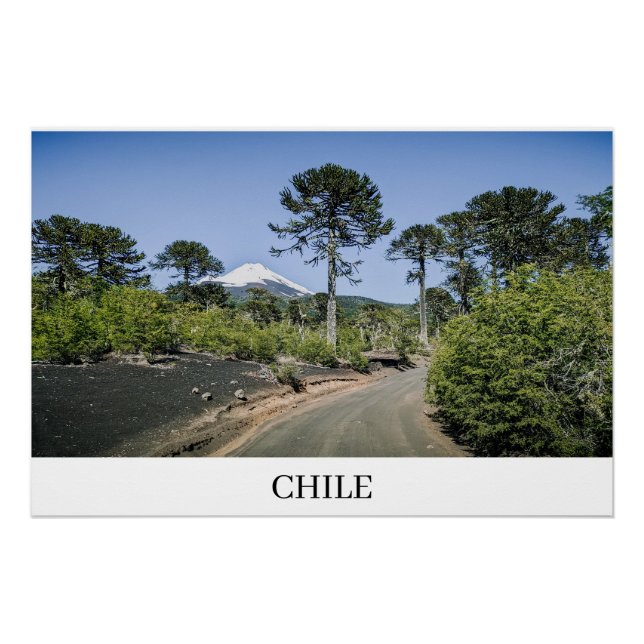 Poster Araucarias près d'un volcan au Chili (Devant)