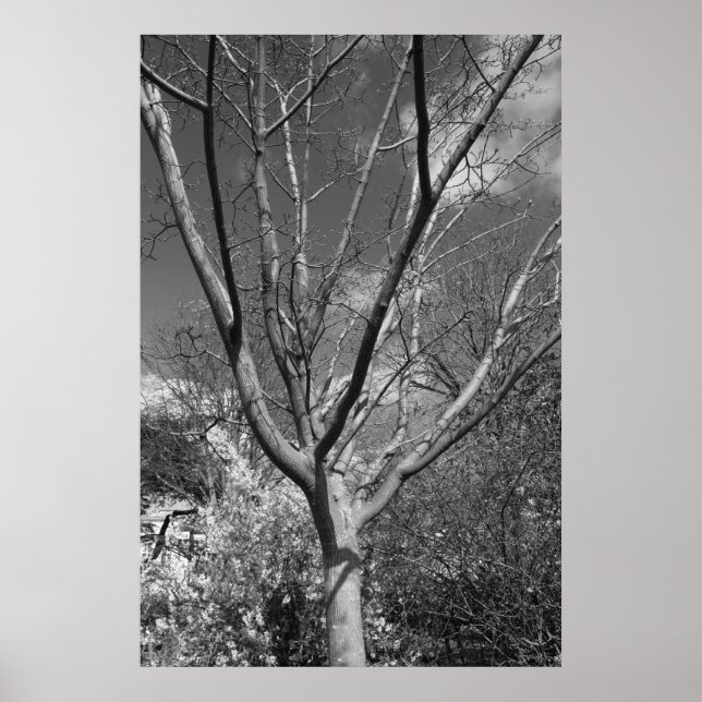 Poster Arborescence Sun Worship (Devant)