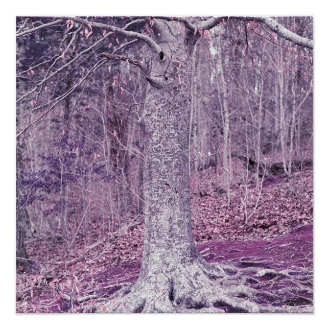 Poster Arbre à Dunbar (Devant)