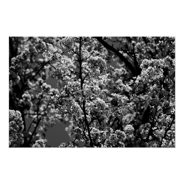 Poster Arbre à fleurs monochrome noir et blanc (Devant)