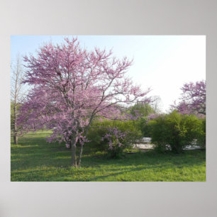 Poster Arbre à Redbud - El Dorado Lake Kansas