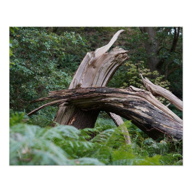 Poster Arbre brisé (Devant)