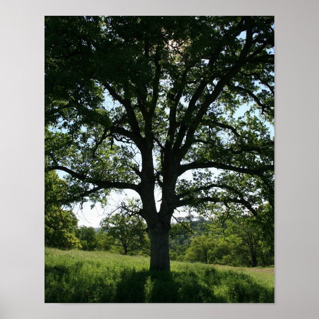 Poster Arbre de chêne, pré de printemps, Portrait (Devant)