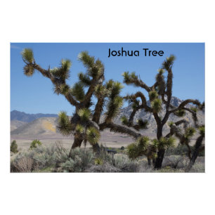Poster Arbre de Joshua en Californie