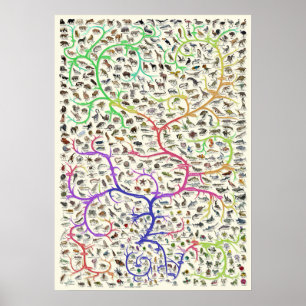 Poster Arbre de la vie Théorie darwinienne de l'év