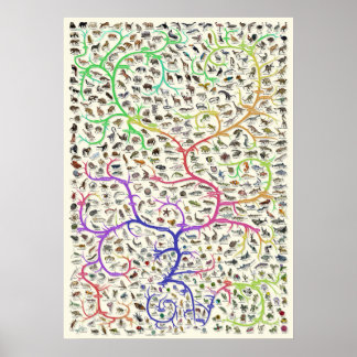 Poster Arbre de la vie Théorie darwinienne de l'év