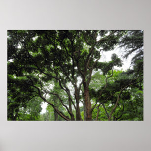 Poster Arbre de Magnolia en été
