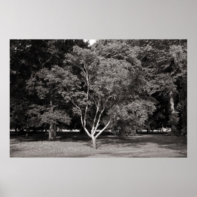 Poster Arbre de Magnolia en été - Tone chaud BW (Devant)