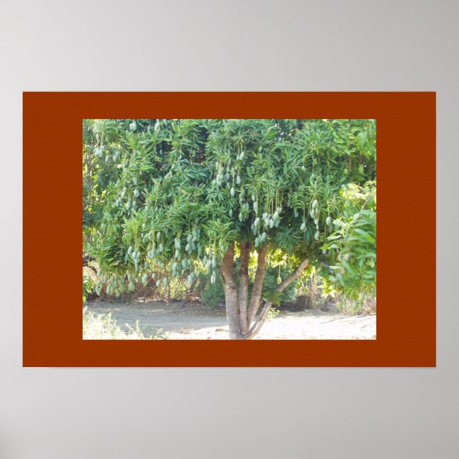 POSTER ARBRE DE MANGUE (Devant)