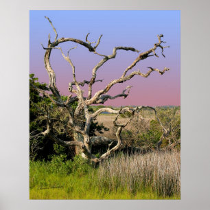 Poster Arbre de plage d'île de hunier