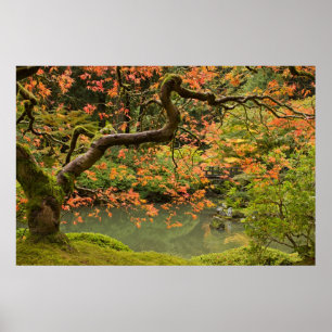 Poster Arbre d'érable dans le courrier japonais de jardin