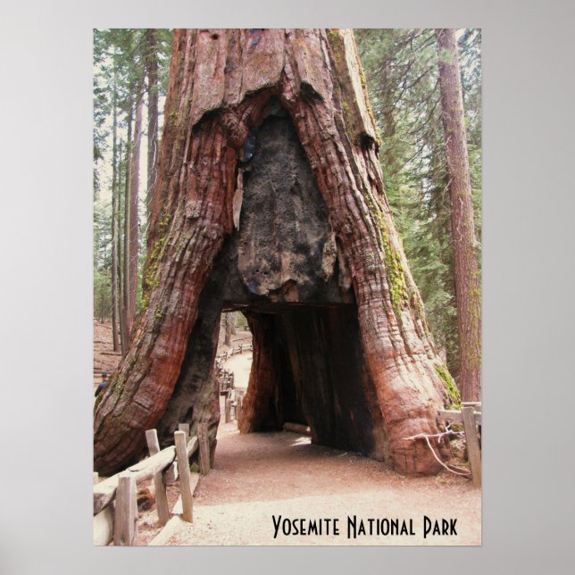 Poster Arbre du tunnel - Yosemite (Devant)