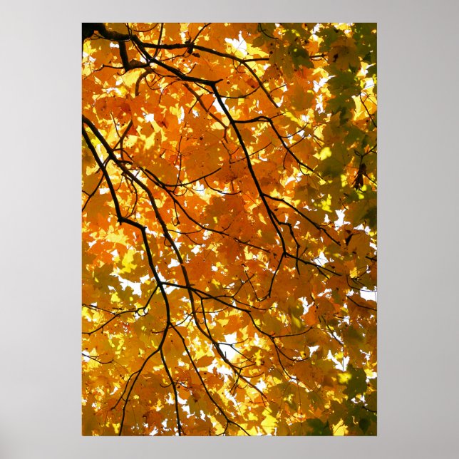 Poster Arbre en automne (Devant)