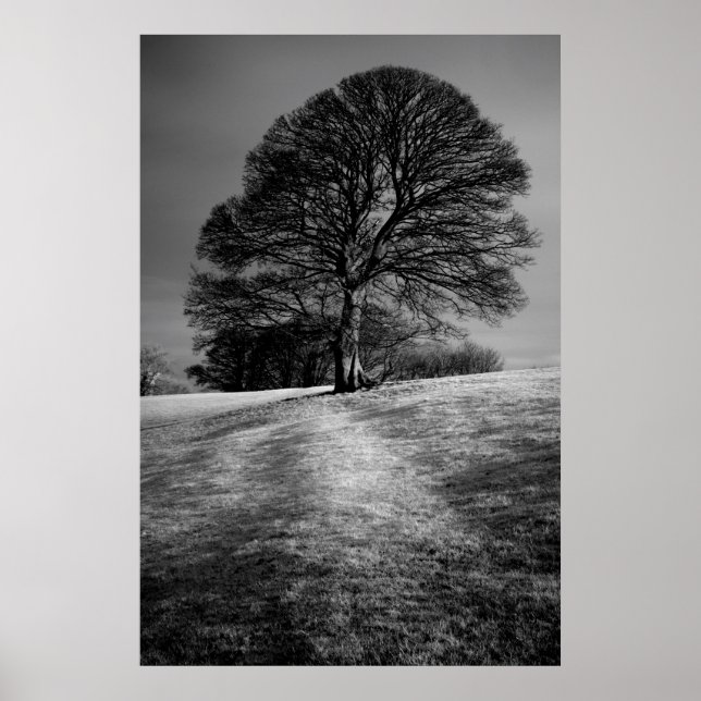 Poster Arbre façonné par le vent (Devant)