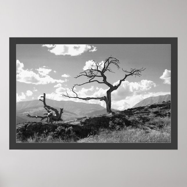 Poster Arbre filaire (Bordé) (Devant)