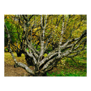 Poster Arbre mystique noueux de bouleau de Carélie