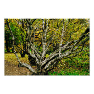 Poster Arbre mystique noueux de bouleau de Carélie
