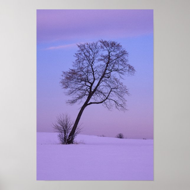 Poster Arbre penché dans un champ enneigé ; Comté de Chip (Devant)