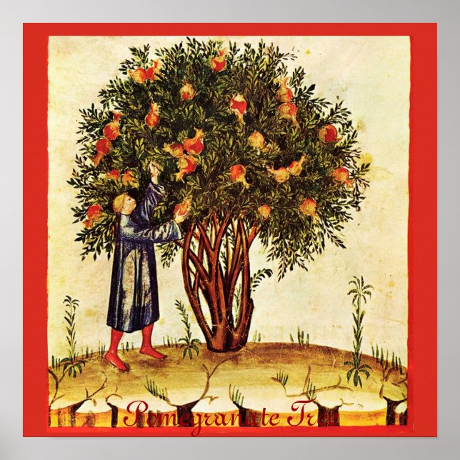 POSTER ARBRE POMÉGRANÉ ANTIQUE (Devant)