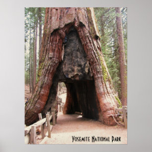 Poster Arbre Yosemite de tunnel