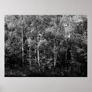 Poster Arbres à bouleau d'argent - B&W