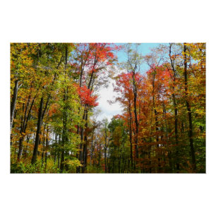 Poster Arbres d'automne et ciel bleu Photographie de la n