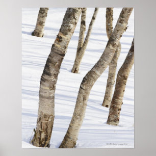 Poster Arbres de bouleau argenté dans le paysage neigeux