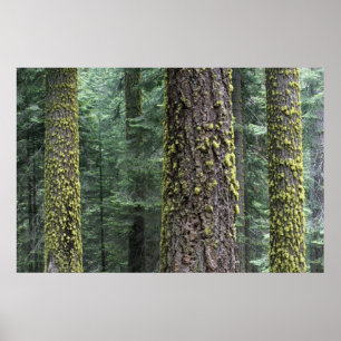 Poster arbres de Séquoia géants dans la forêt, Séquoia et