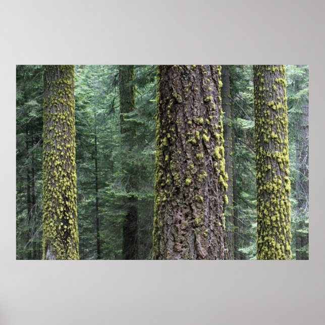 Poster arbres de Séquoia géants dans la forêt, Séquoia et (Devant)