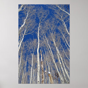 Poster Arbres d'hiver