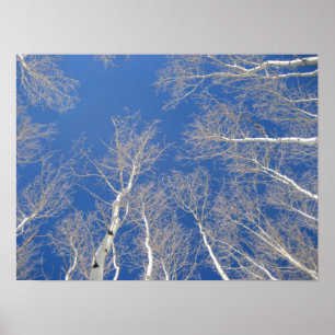 Poster Arbres d'hiver