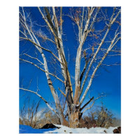 Arbres d'hiver sous ciel bleu clair dans des terre