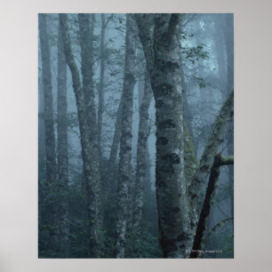 Poster Arbres en forêt avec brouillard