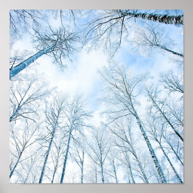 Poster arbres en hiver et ciel (Devant)