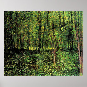 Poster Arbres Et Sous-Croissance