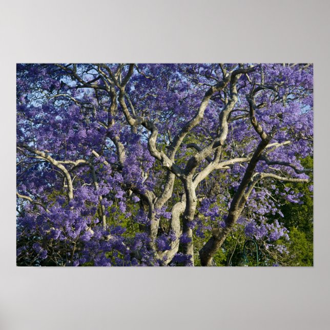 Poster Arbres Jacaranda en fleurs dans le nouveau parc ag (Devant)