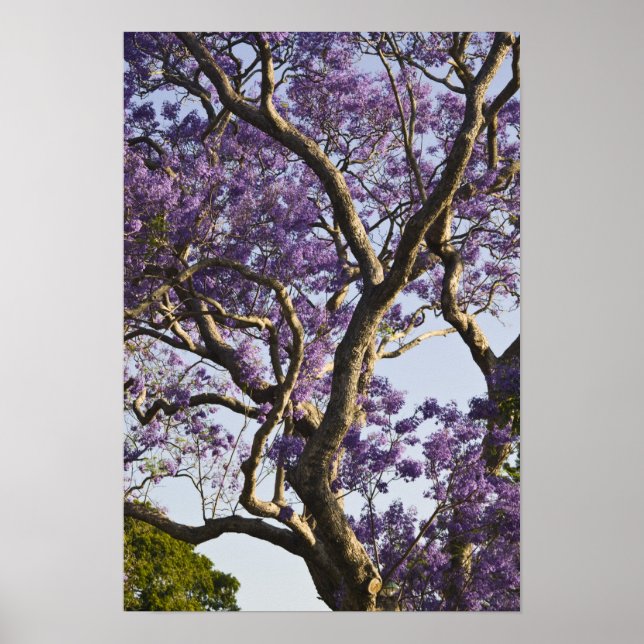 Poster Arbres Jacaranda en fleurs dans le parc New Farm, (Devant)