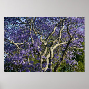 Poster Arbres Jacaranda en fleurs dans le parc New Farm, 