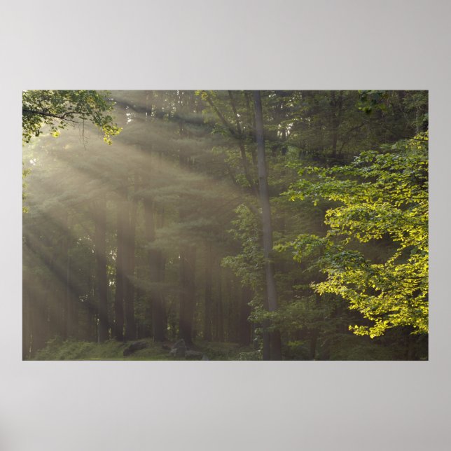 Poster Arbres le long de 7 Lakes Drive, Harriman, NY (Devant)