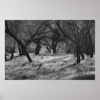 Poster Arbres noirs dans une prairie (b/w)