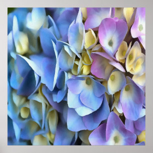 Poster Arbuste bleu Hydrangea Arbuste Artistique Bossom
