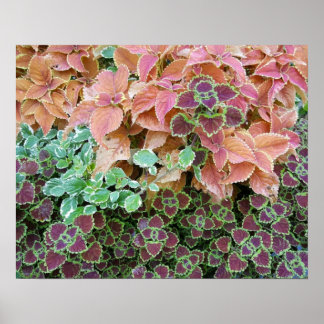 Poster Arc en ciel coloré Coleus Plante photo