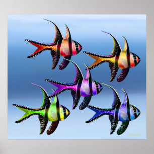 Poster Arc-en-ciel de poisson cardinal Banggai
